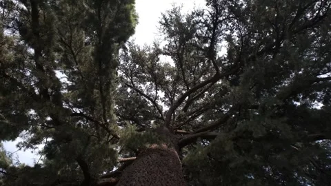 Slow upward view of large tree in forest with sky Vidéo 332018843