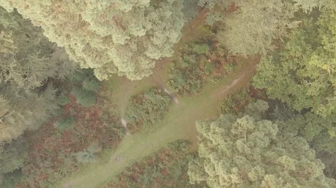 Slow Upwards Spiral Between Trees Video stock 100753456