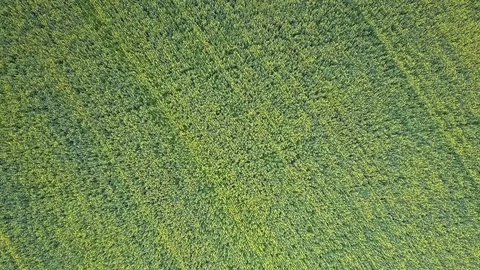 Slow vertical flight above boundless green wheat field Stock-Footage 97033586