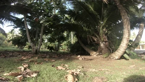 Slow vertical look up view of a weird overgrow coconut trees with several batch Stock Footage 233672695