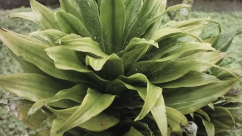 Slow vertical movement up view of a plant vegetation with spiky leaves and spide Stock-Footage 236234705