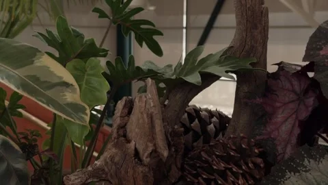 Slow Vertical Pan Over Indoor Tropical Plants and Decorative Wood Stock Footage 331275249