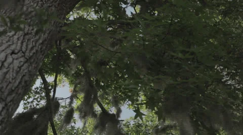 Slow Vertical pan up tree trunk, reversed Stock Footage 24373602