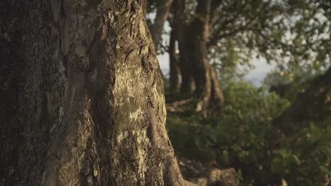 Slow vertical pan tree trunk with other trees out focus in sunset 库存影片 83551496