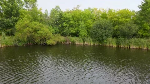 Slow view of a calm summer pond Stock Footage 232451353