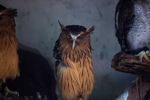 Slow waking owl  Stock Photos