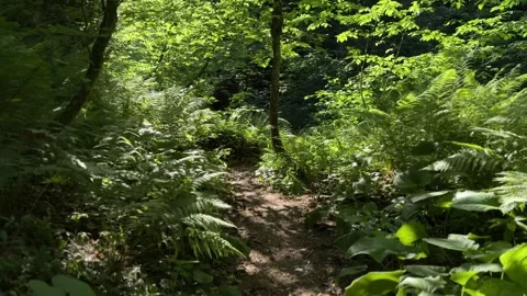 Slow Walk Along Forest Path Through Lush Green Vegetation Video stock 300199787