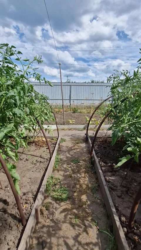 Slow Walk Between Tomato Rows in Sunny Garden Stock Footage 318355649
