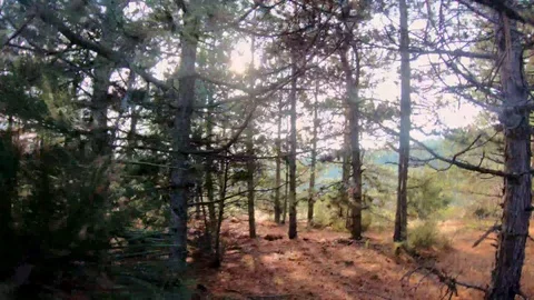 Slow Walk In Dense Pine Forest, Sunlight Through Branches Video stock 98826371