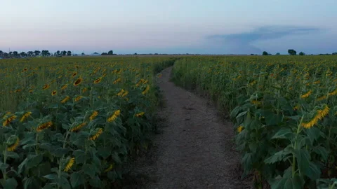 Slow Walk Down Sunflower Field Path at Sunset Video stock 138845209