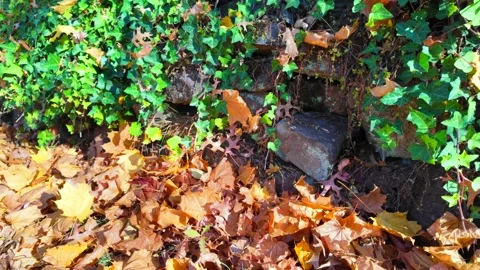 Slow walk next to a wall with fallen leaves and vines during fall season - 4K Video stock 291344278