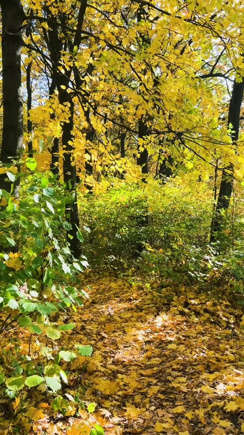 A slow walk through the autumn forest.The path is strewn with yellow maple leave Stock Footage 321154028