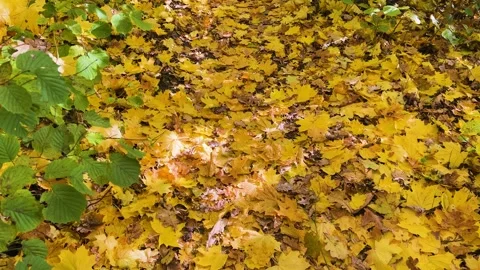 A slow walk through the autumn forest.The path is strewn with yellow maple leave Video stock 321154462