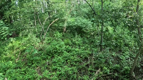 Slow walk through dense foliage in first person view, camera and long lens .. Stock Footage 314274611