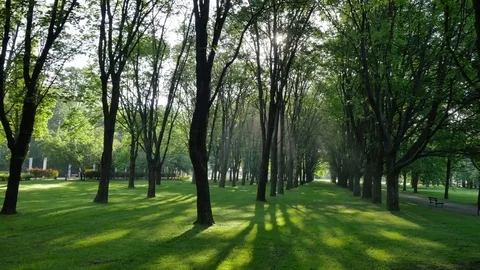 Slow walk through the park. Stock-Footage 76260384
