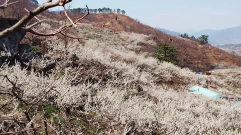 Slow Walk Through Peak Bloom Plum Blossom Trail, Gwangyang Jeonnam Korea Video stock 329904340