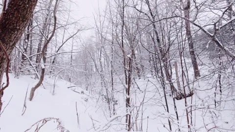 Slow Walk Through Snowy Forest Trail POV Shot Stock Footage 326376696