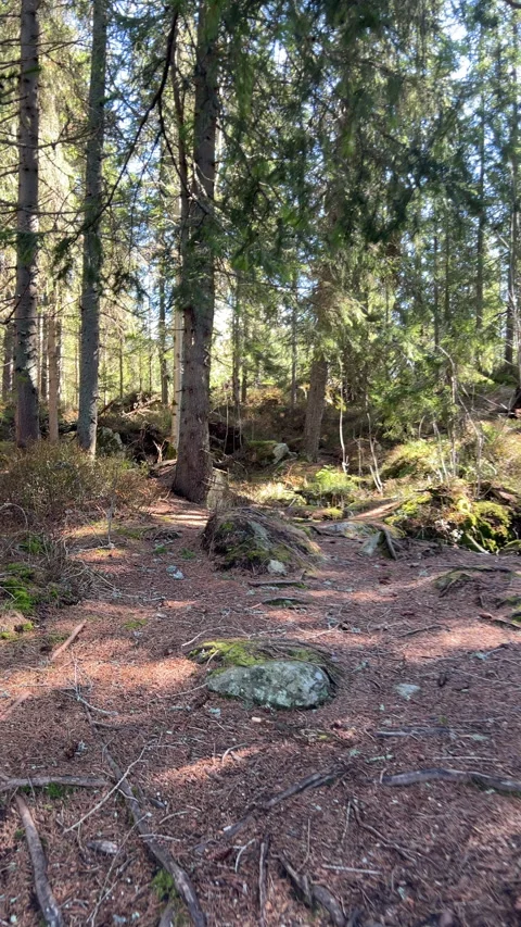 Slow Walk Through Sunlit Forest Path During Daytime, 4k Stock Footage 307701862