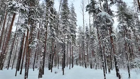A slow walk in the winter park. Slowmotion 動画素材 336563904