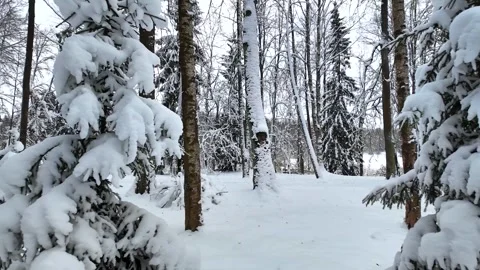 A slow walk in the winter park. Slowmotion Video stock 336563915