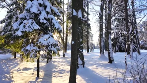 A slow walk in the winter park. Slowmotion Video stock 336563944