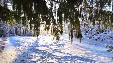 A slow walk in the winter park. Slowmotion Vídeos de archivo 336563946