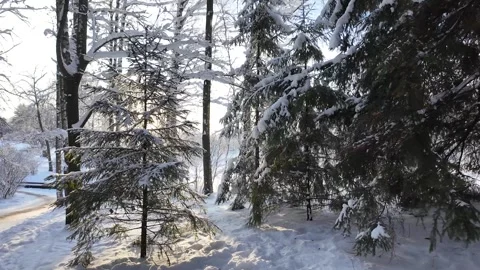 A slow walk in the winter park. Slowmotion 動画素材 336563969