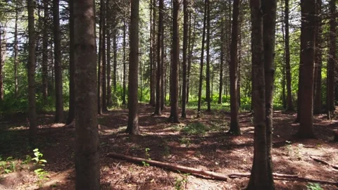 Slow walking between trees Видео 130880066
