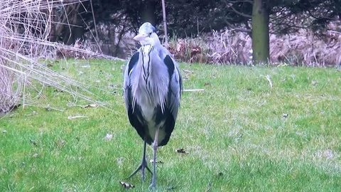 Slow walking Blue Heron Stock Footage 83261886