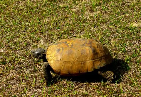 Slow walking Florida gopher tortoise in grass Stock Photos