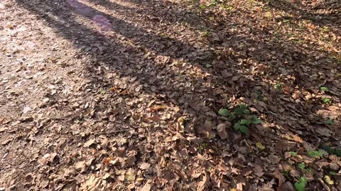 Slow Walking Leaves Fall Autumn Forest Ambience Stock Footage 339971758