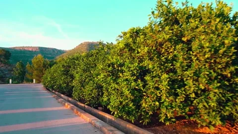 Slow walking on a path by the trees Stock Footage 197663776