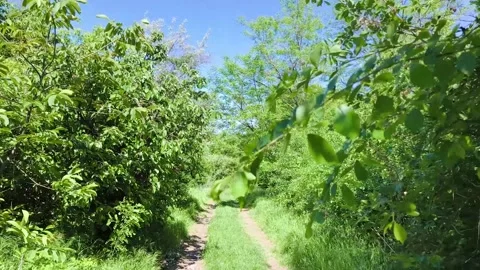 Slow walking perspective along a narrow dirt path surrounded by lush green .. Stock Footage 337831476