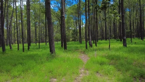 Slow walking POV inside tall pine tree forest of Kirirom National Park Cambodia Stock Footage 340155521