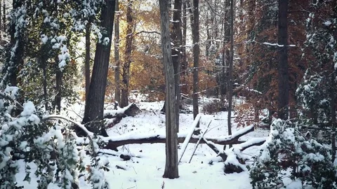 Slow walking in the woods Stock Footage 83325311