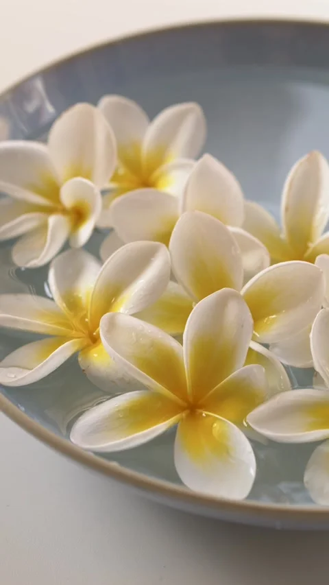 Slow water drops landing on floating frangipani flowers in ceramic bowl, elegant Video stock 329279752