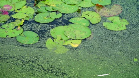 Slow Water Moving in a Pond Video stock 40200547