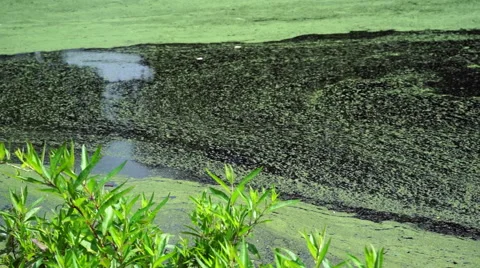 Slow Water Moving in a Pond Video stock 40204878
