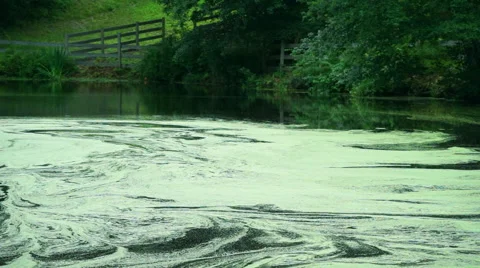 Slow Water Moving in a Pond Video stock 40207630