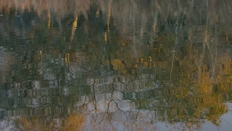 Slow water ripples with a fall scene reflection Stock Footage 78763915