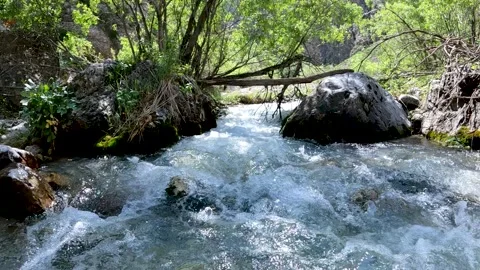 Slow water under the tree Stock Footage 201882090