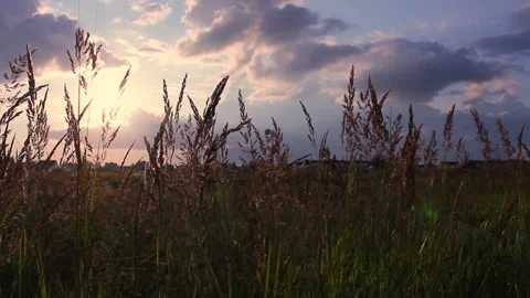Slow wind blowing grass on grassland and beautiful sunset sky. It pasture Stock Footage 132276717
