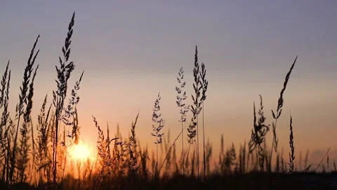 Slow wind blowing grass on grassland and beautiful sunset sky. It pasture Stock Footage 132276751