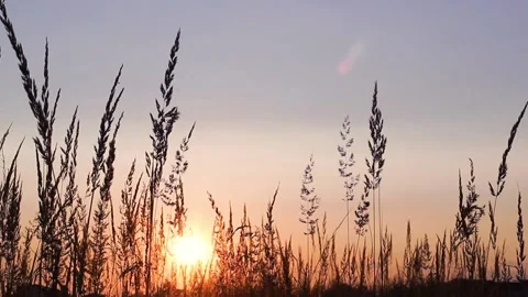 Slow wind blowing grass on grassland and beautiful sunset sky. It pasture Stock Footage 134467619