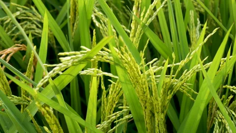 Slow wind blowing on green rice plant with grains that are almost matured Stock Footage 256752087