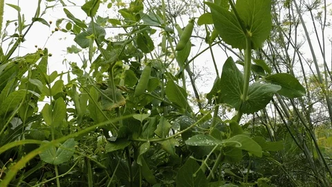 Slow Wind Moving With Rain On Peas Video stock 113634859