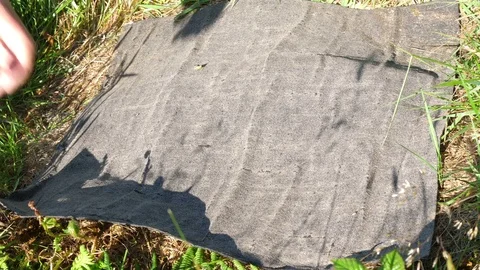 Slow worm anguis fragilis Checking refuge for slowworms Video stock 82666959