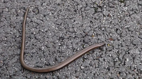 Slow worm - Anguis fragilis Stock Footage 31820262