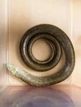 Slow worm Anguis fragilis is a lizard of the family Anguidae in a plastic box Stock Photos