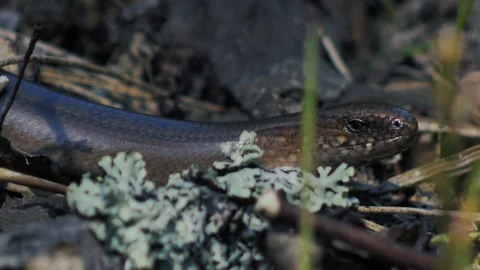 Slow worm crawls on dry grass. (Anguis fragilis) Stock Footage 154180761
